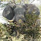 Elephant in the Caprivi