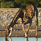 Giraffe in Etosha