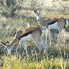 Springbok