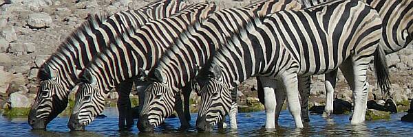 Photo Zebras